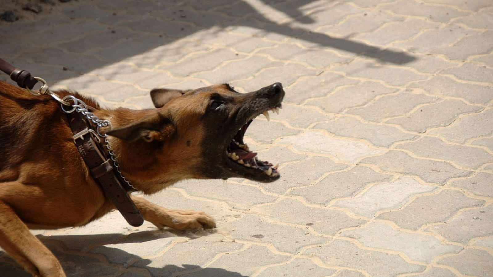 Aggressive Dog Stock Photo