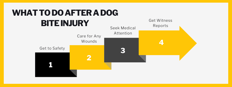 What to Do After a Dog Bite Injury